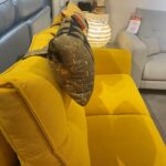 Bari headrests
