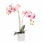 ORCHID X2 IN CERAMIC POT 47CM