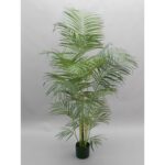 Areca Palm 165cm