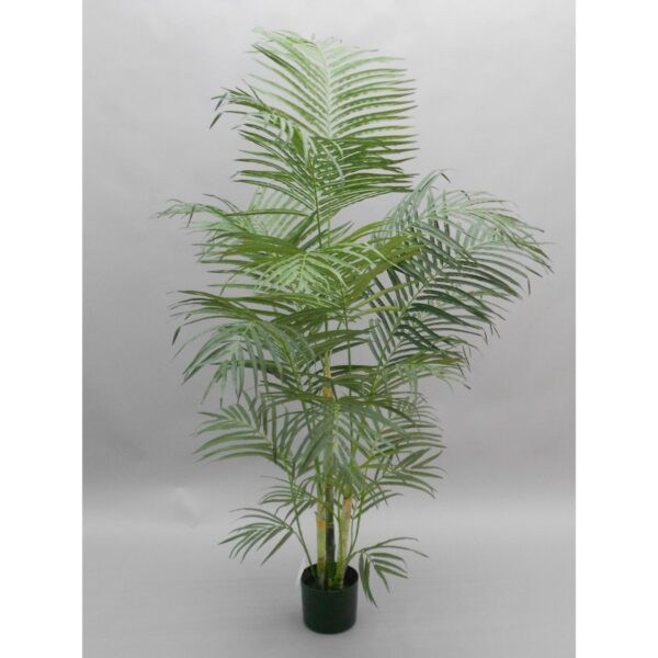 Areca Palm 165cm