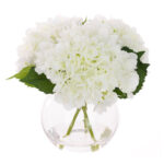 WHITE HYDRANGEAS IN GLOBE