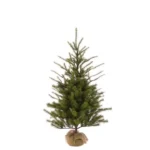 Spruce Pine In Burlap 122cm