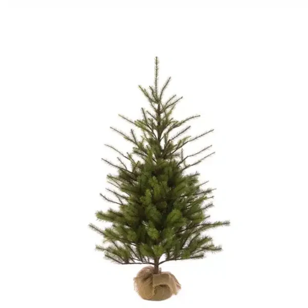 Spruce Pine In Burlap 122cm